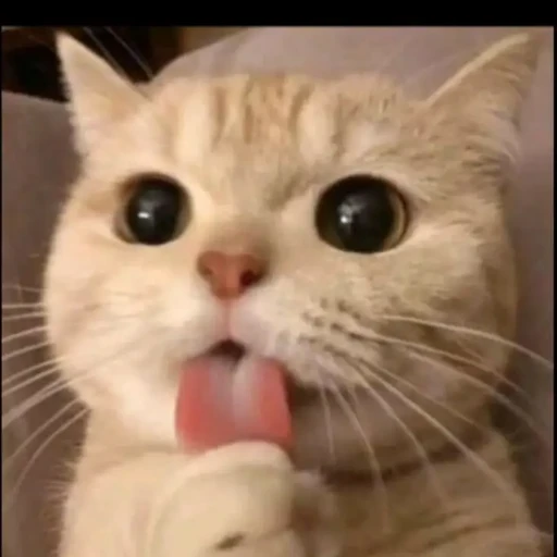 아기고양이