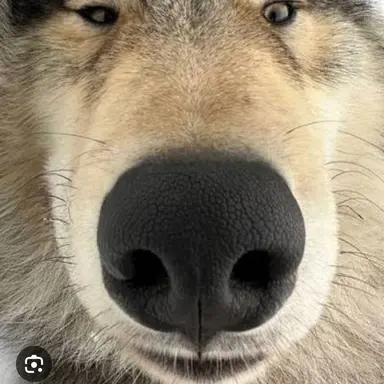 Profile image of 늑대