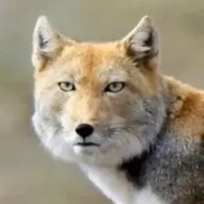 Profile image of Fox
