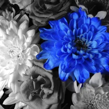 Profile image of 樹