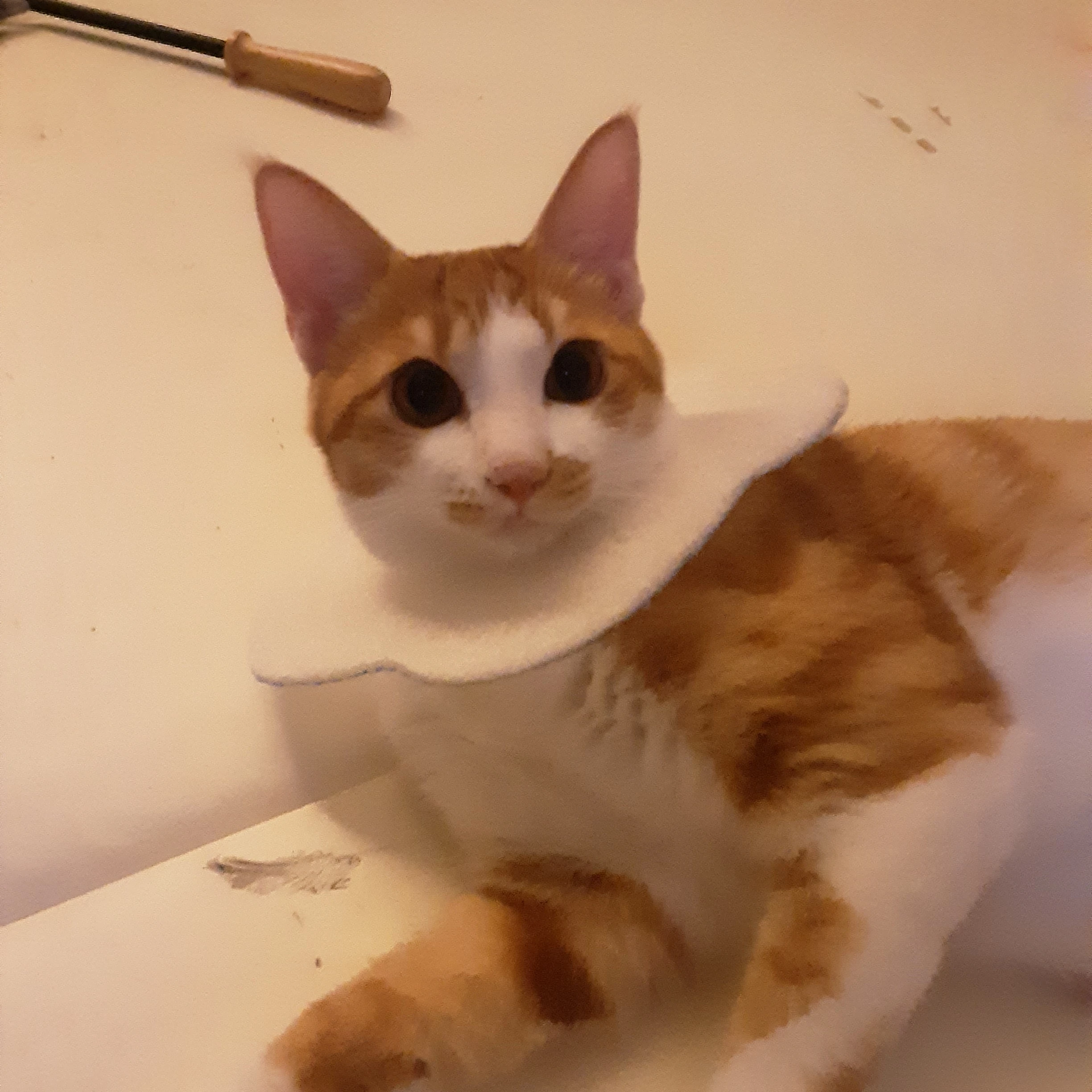 토토