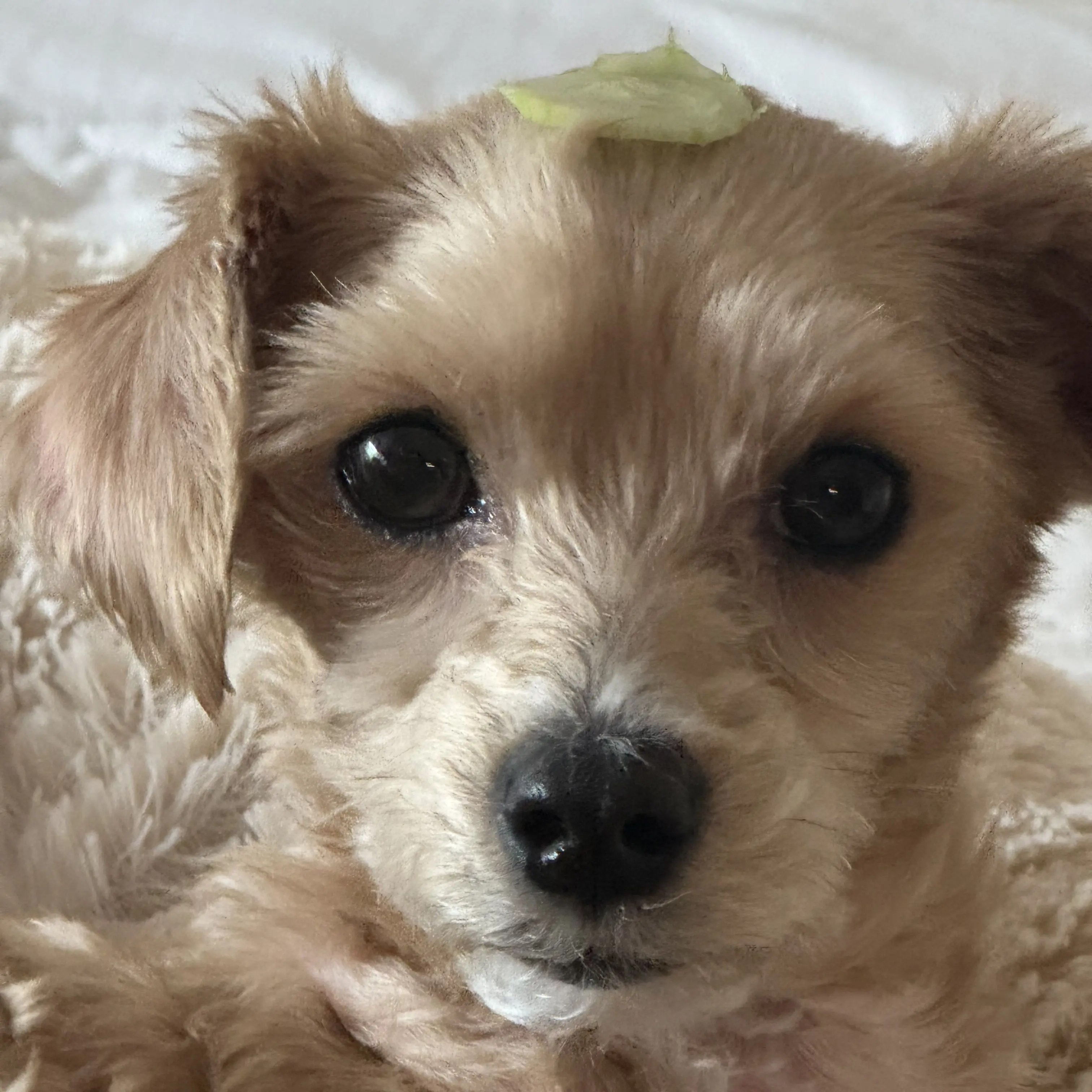 JoyfulSlide0463의 ㅇ.   ㅅㅎ