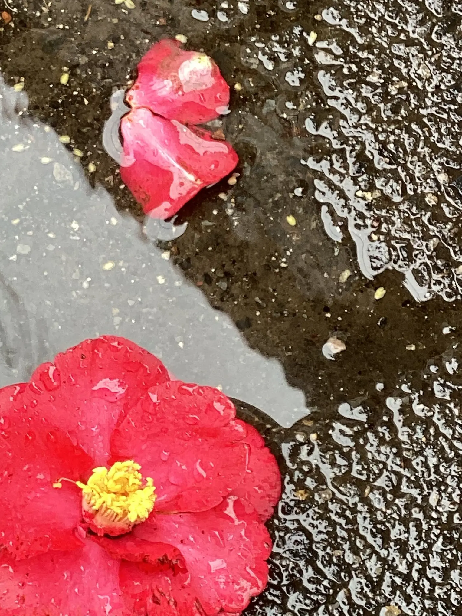 VitalQueen2897의 君は恋のビヤクの毒林檎🍎