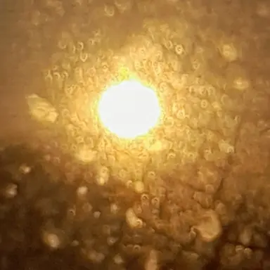 Profile image of 진격의거인