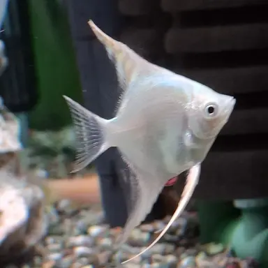 Profile image of 물고기
