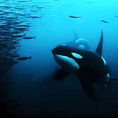 Profile image of Orca
