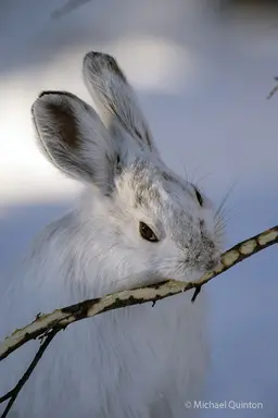 Profile image of Luna Lovegood