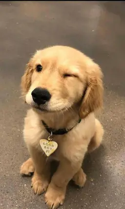 Profile image of Cedric Diggory