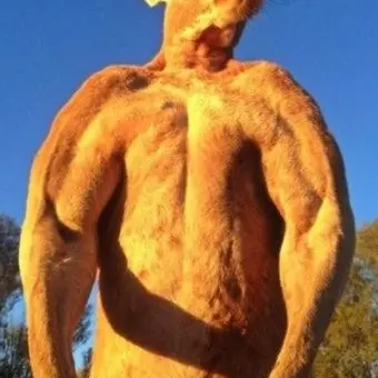 Profile image of 캥거루