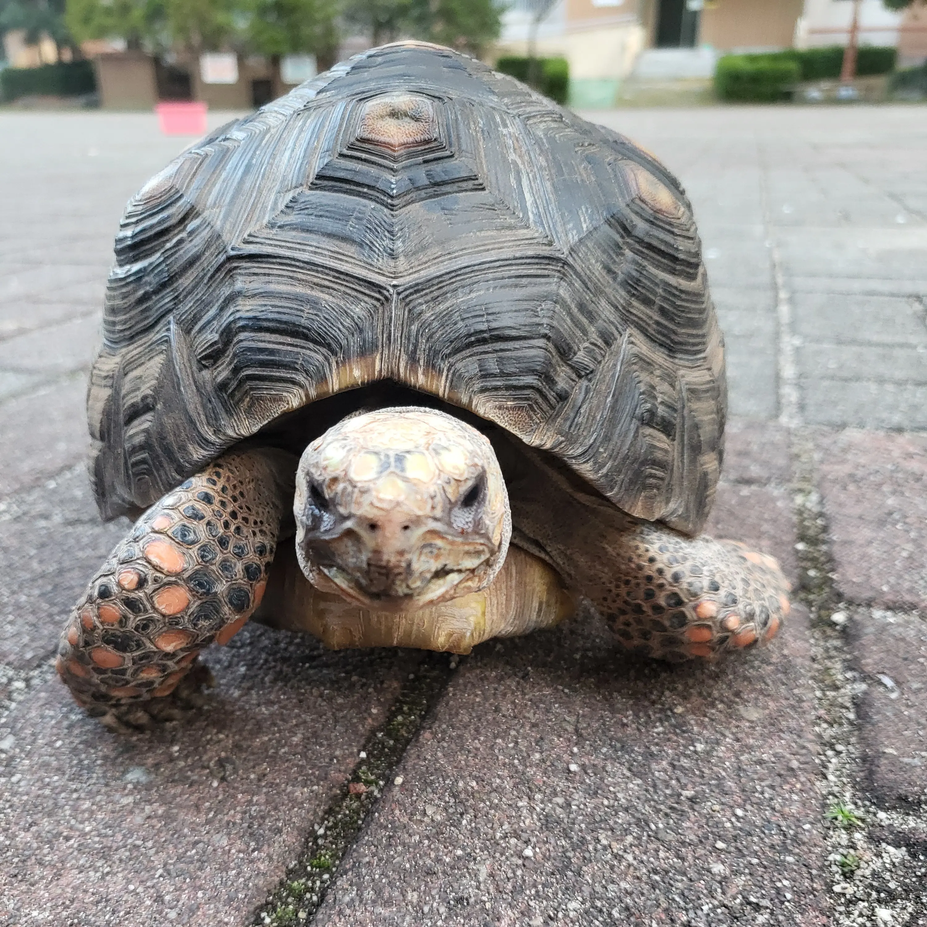 NuttyFinch1183의 쿠키런:킹덤