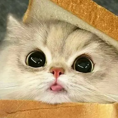 Profile image of user