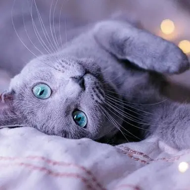 Profile image of 神谷先生