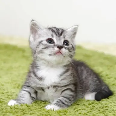 Profile image of 猫