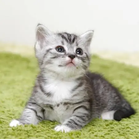 DirectBadge4463의 猫