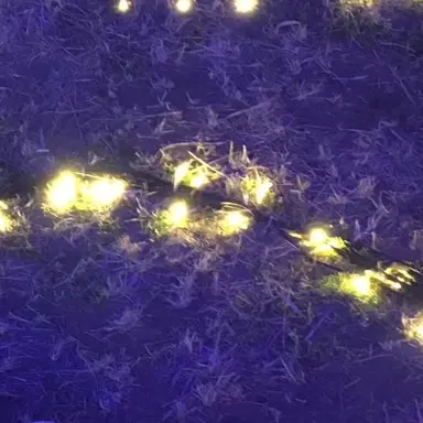 Profile image of 美琴