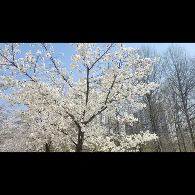 Profile image of 하린