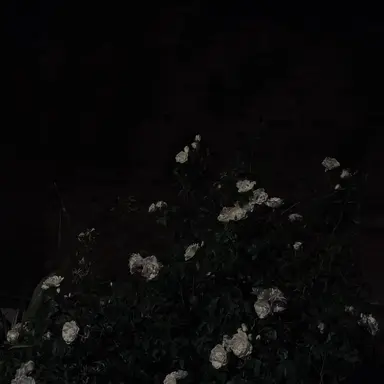 Profile image of 나루미 겐