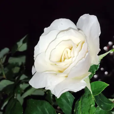 Profile image of 브리코