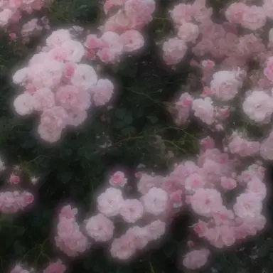 Profile image of 또니