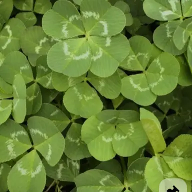 Profile image of 공룡