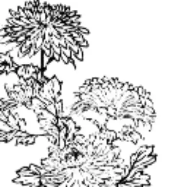 Profile image of 弁天小僧 菊之助