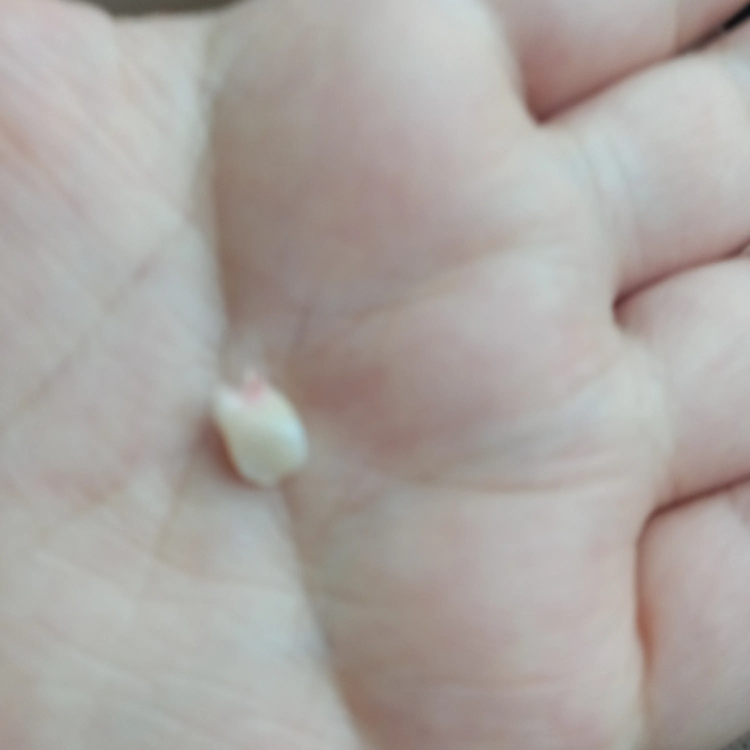 CannyAkita6574의 댄지와사귀보자!