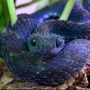 Profile image of Thrax