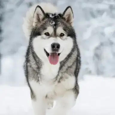 Profile image of Bailey
