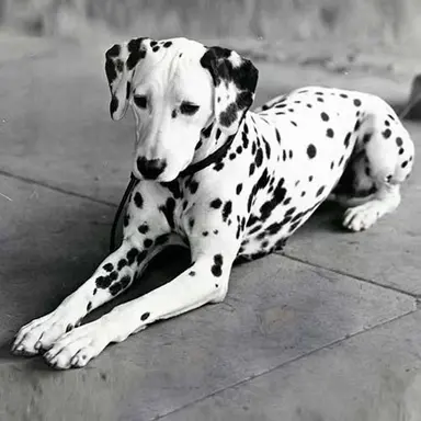 Profile image of Spot