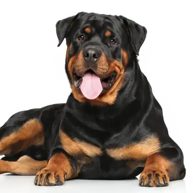 Profile image of Tiger