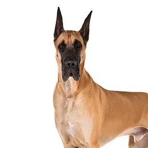 Profile image of Pepper