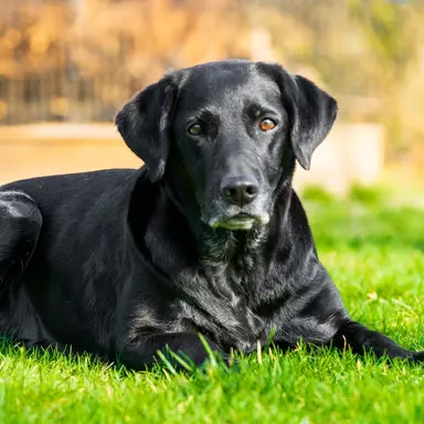 Profile image of Shadow