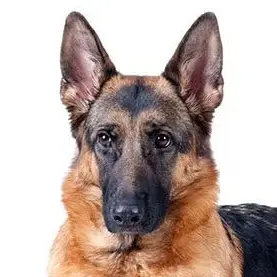 Profile image of Max