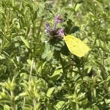 Profile image of ユミ