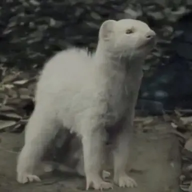 Profile image of Malfoy