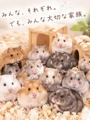 SaltyCrumb1678의 ハムスター飼育室へようこそ