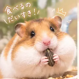 Profile image of モチ