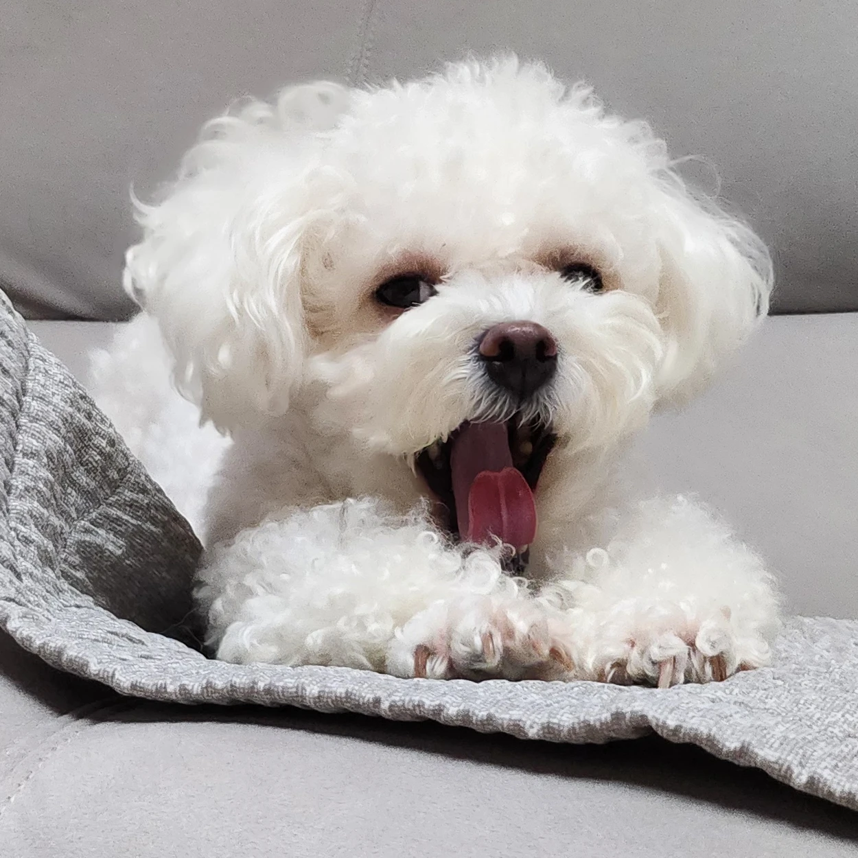 강아지김겨울
