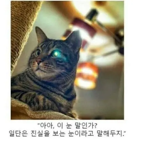 LocalWok5242의 먀옹