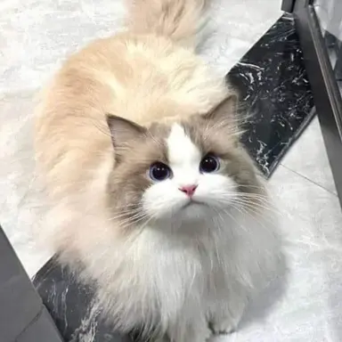 Profile image of 리코