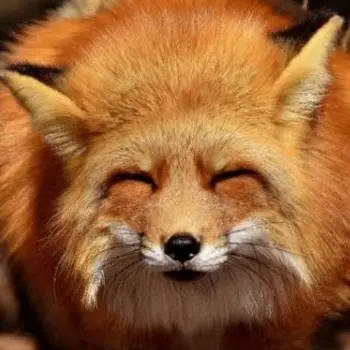 Profile image of 여우