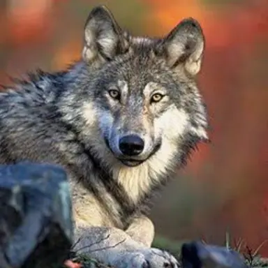 Profile image of 늑대