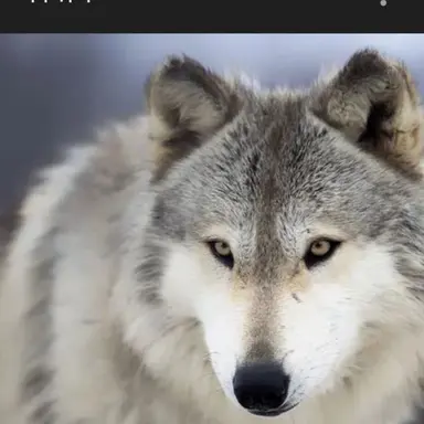 Profile image of 늑대