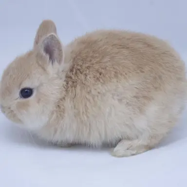 Profile image of リノ
