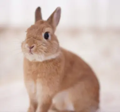 Profile image of チャンビン