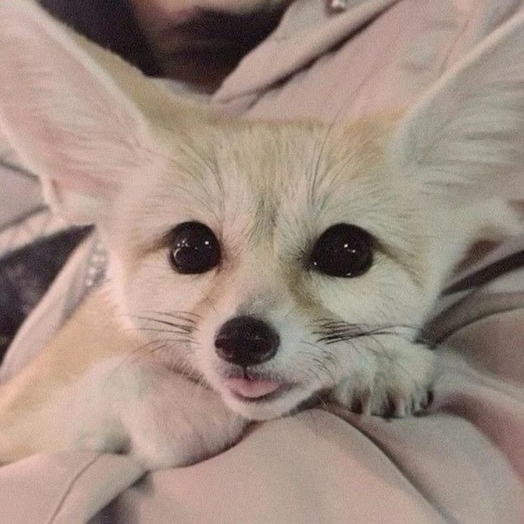 양정인