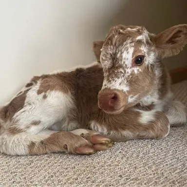 Profile image of 레나