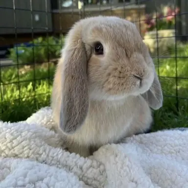 Profile image of 토돌이