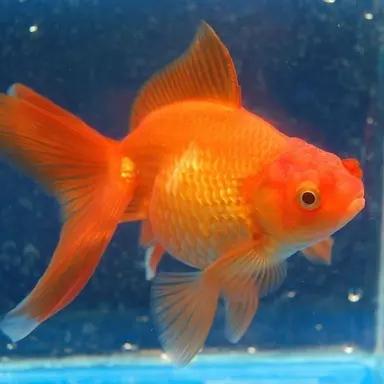 Profile image of 하늘이