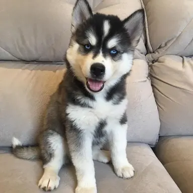 Profile image of 배추